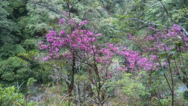 風雨中朦朧的嘉明湖19542