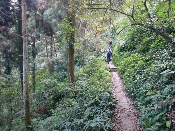 溪頭 南鳳凰山 天文台 神木O型 869818