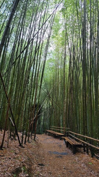 上帝的部落司馬庫斯神木群步道2176304