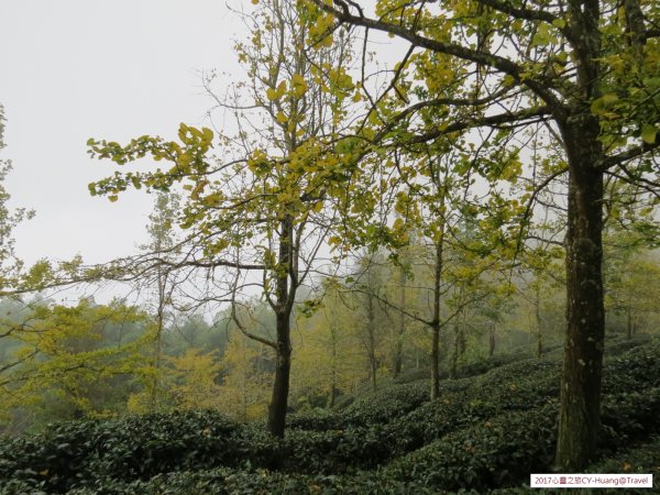 《南投》竹林銀杏｜鹿谷長源圳古道、大崙山銀杏森林、武岫201709212890501