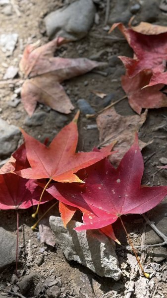 20260117三峽雲森瀑布2990322