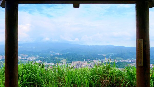 月橘（七里香）3072936