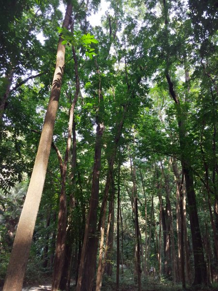 嘉義蘭潭~筍寮步道736358