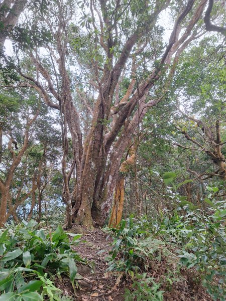 樟之細路RSA45(協雲宮至沖庫山來回)+和興山202501312702859