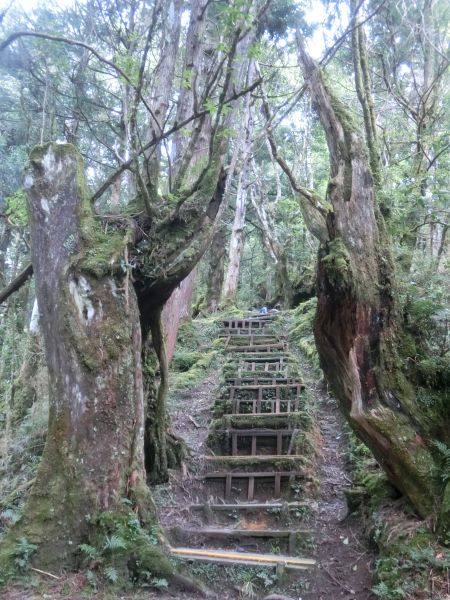 檜木原始林．鐵杉林自然步道380348