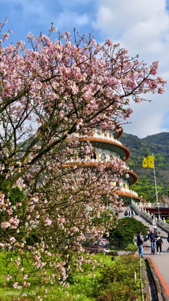 #綠繡眼 訪花 #吉野櫻 #天元宮 #楓樹湖 03162736744