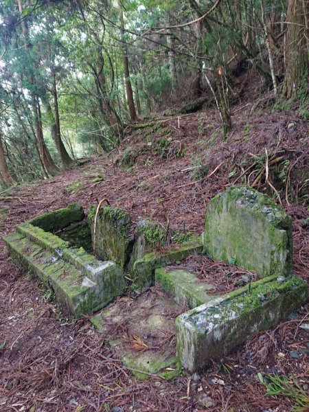 樂山鐵路林道、鹿坑山、尤命神木O走1468204