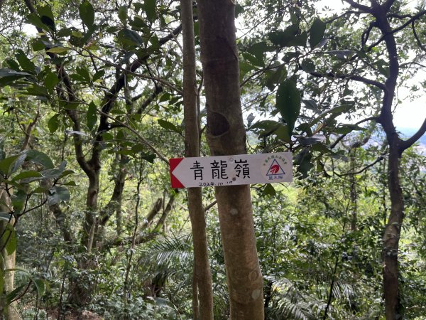 [微笑山線_第一段] 2025_0720 大棟山系_青龍嶺2843490