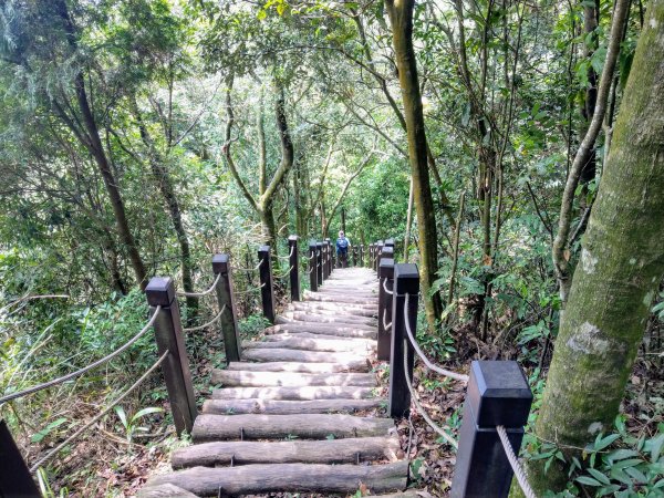 頭嵙山(小百岳#41)大坑4,5,1步道1003707