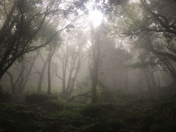 觀霧檜山巨木森林步道171712