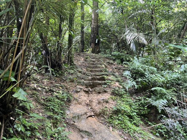 [微笑山線_第十二段] 2025_0803 五分山系_嶺腳寮山2851328
