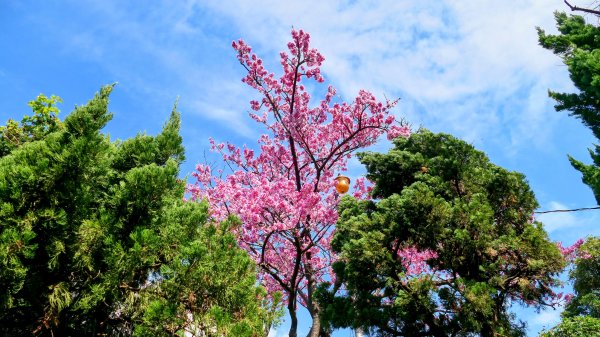 《蝶戀花・善光寺禪門櫻花》2709765