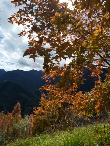 中級山-司馬庫斯2888981