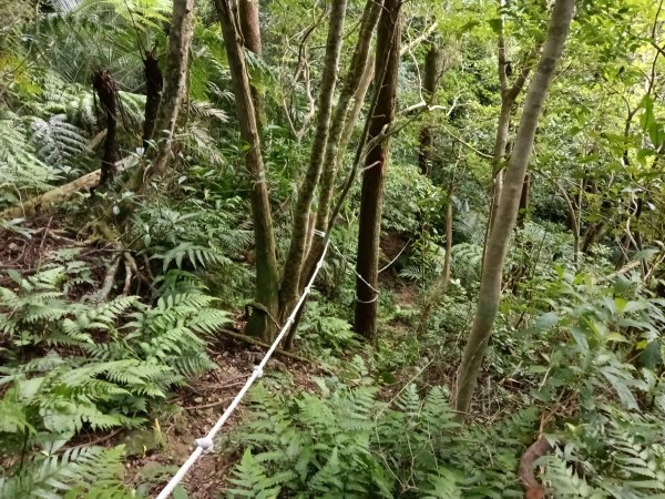 平溪區石古井古道(新路徑)+青林山+盤山坑古道O型2893274