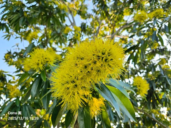 20251216太平山石門山小粗坑山O型+蕃薯藤TINA廚房2972654