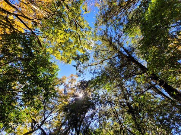 三星山+三星池+望洋山+太平山山毛櫸2432932
