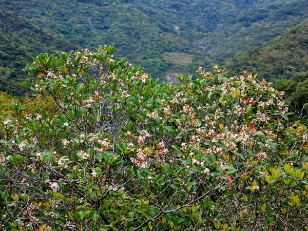 龍頭山步道-(高雄)臺灣百大必訪步道2750355
