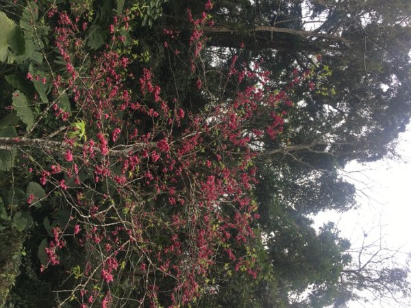 四十二份湧泉2723161