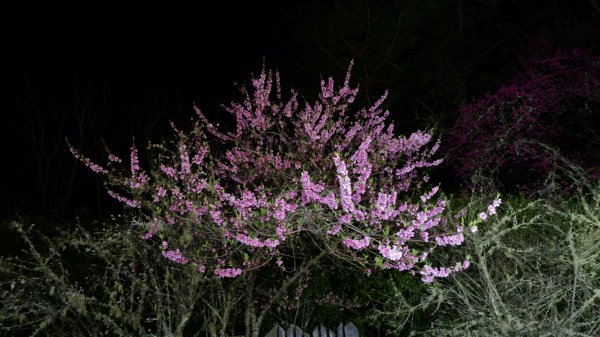 20250228 桃山+池有山2919201