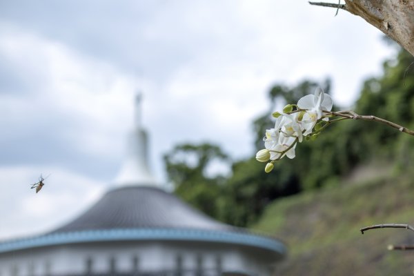 礁溪 五峰旗-跑馬古道3029588