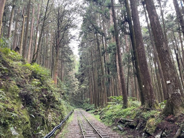 1150404-5水山巨木步道。二萬坪樹抱石3035664