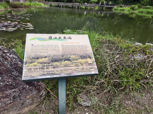 [漫遊縱谷 愛在花東-04/10] 2025_1011 羅山村竹林步道2913233