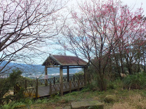 姜子寮山步道2734816