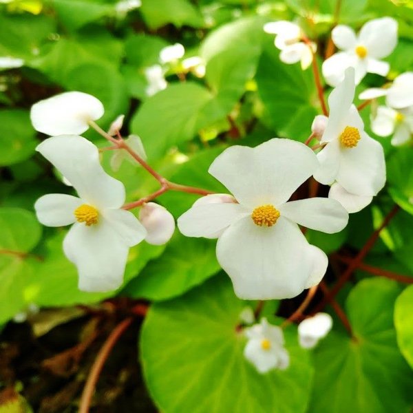 【植物】達悟族離不開它 賞蘭嶼秋海棠解身體的渴