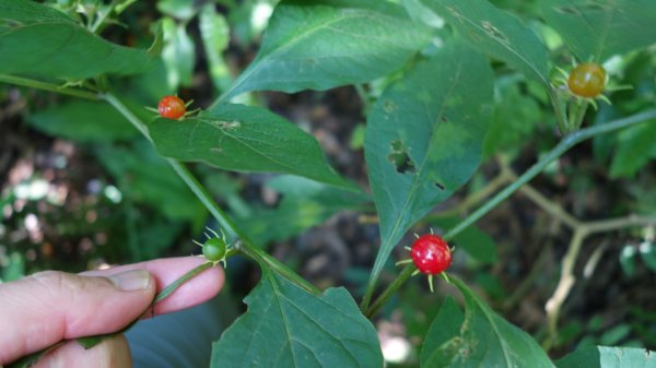 北投清天宮-外人別莊-馬偕別墅-面天山系O型走2787809