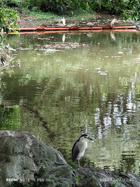 大安森林公園【走路趣尋寶】【臺北健走趣】2541537