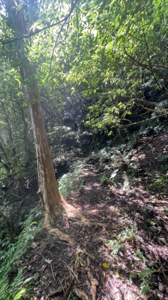 烏來阿玉溪山/西坑林道/探勘派出護管所彈藥庫遺址至獅坑橋2582011