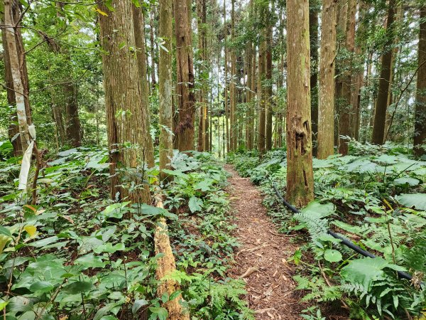 20240317八五山李棟山鳥嘴下山O型2486257