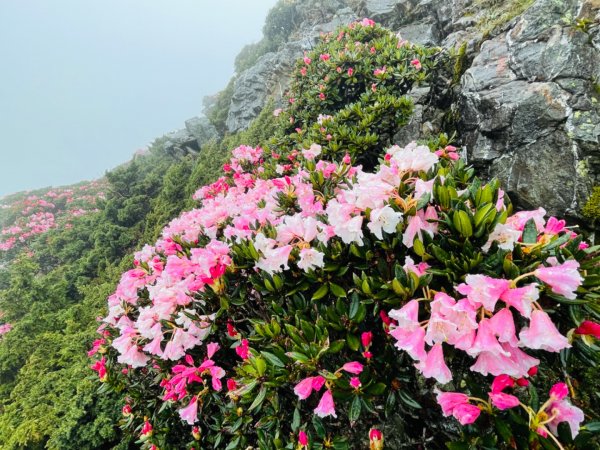 1110510合歡東峰0.8k杜鵑花1709450