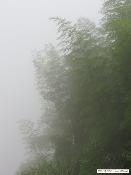 《南投》竹林銀杏｜鹿谷長源圳古道、大崙山銀杏森林、武岫201709212890503