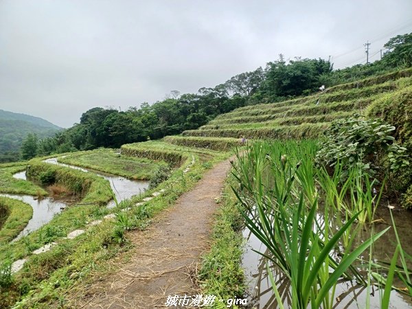 【新北石門】全台唯一火山岩石砌梯田。 嵩山百年梯田阡陌步道2823940