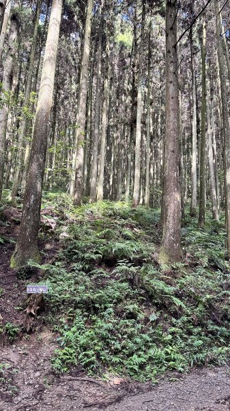 「鵝公髻山x山上人家」柳杉林中森呼吸~2264686