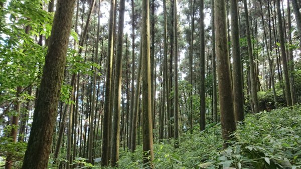 滿滿仙氣的向天湖山1107047