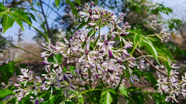 《台中》苦楝樹王｜潮洋溪惠來溪步道生態之旅202303-042124119