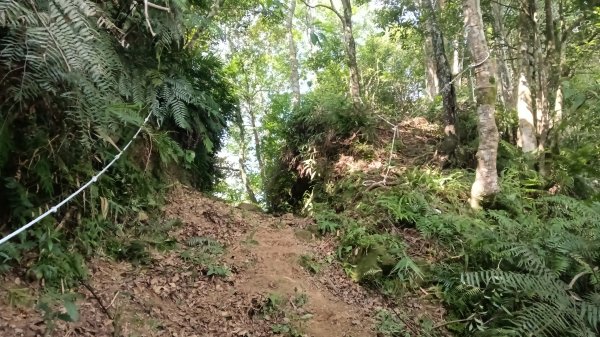坪林區仁里坂山-火炎山未竟跟聯合艦隊除草去3125114
