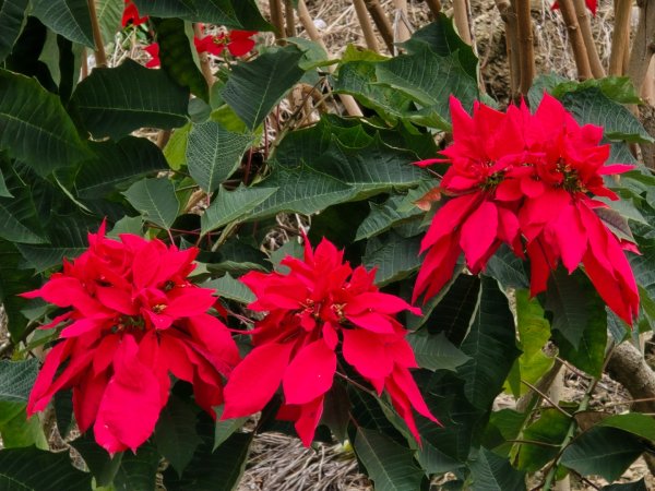 鳶嘴稍來山之楓紅／雲海2974097