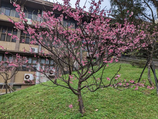 2023-02-11 槓子寮砲台、槓子寮山步道（龍崗步道）2792619