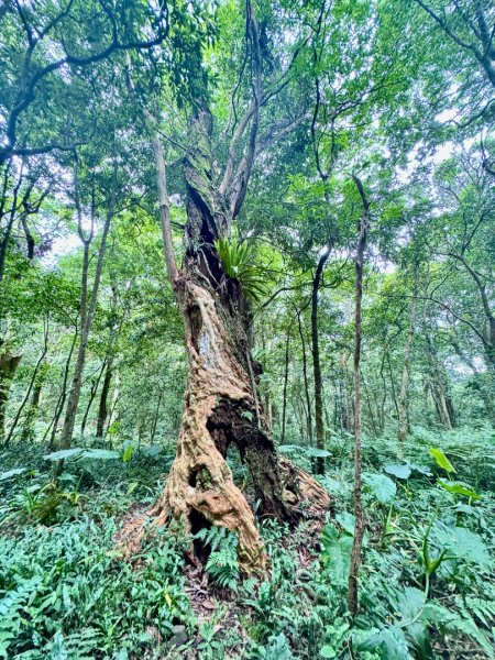 八五山古道賞九穹奇樹 尋鳥嘴下山（煤源山）2803349