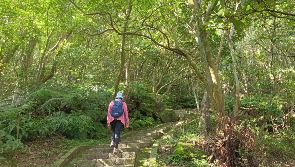 (姨婆趴趴走)第五十五集:攀登健走台北大崙頭尾山親山步道環狀一圈2853709