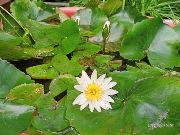 內湖港富廣場、瑞陽公園、文德三號公園、大港墘公園【走路趣尋寶、健康大穀東】2320110