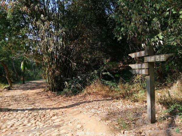 懷舊之旅~百年古井緬梔老樹~瑞井登山步道1296249