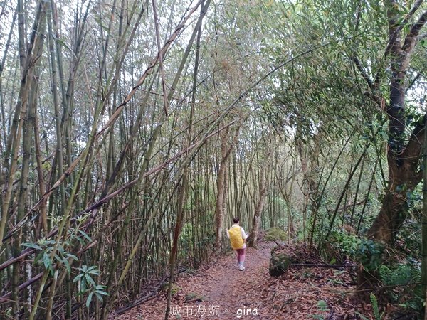 【苗栗大湖】山頂展望佳等到雲海。 馬那邦山登山步道2806822