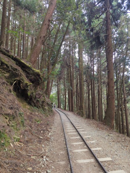 2026.02.14－特富野古道3013694