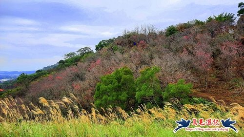 【桃園】楊梅秀才步道櫻花林