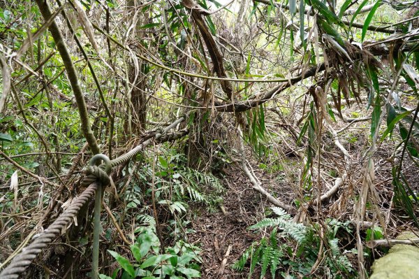 新北 烏來 大刀山、拉樸山、阿玉溪山2704957