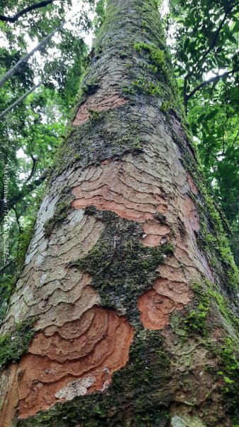 《雲林》望好望角｜石壁山嘉南雲峰步道(中側登山口）202506072805423